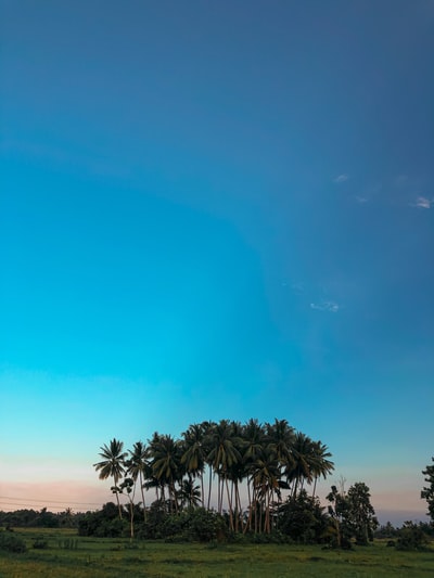 Green palm trees under the blue sky during the day
